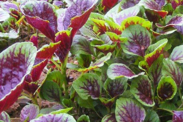 种植苋菜怎么播种,撒播后覆盖土壤即可