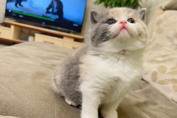 公猫的尿呈红色是怎么回事，可能是泌尿系统疾病或食物中毒