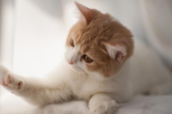 公猫的尿呈红色是怎么回事，可能是泌尿系统疾病或食物中毒