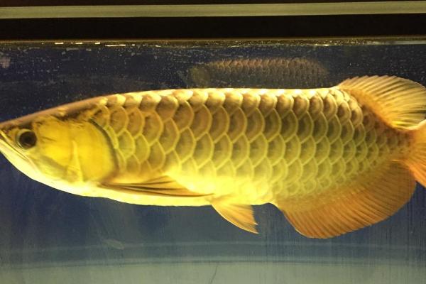 龙鱼为什么会吐胃袋，可能是运输不当、食物不合适等原因所导致