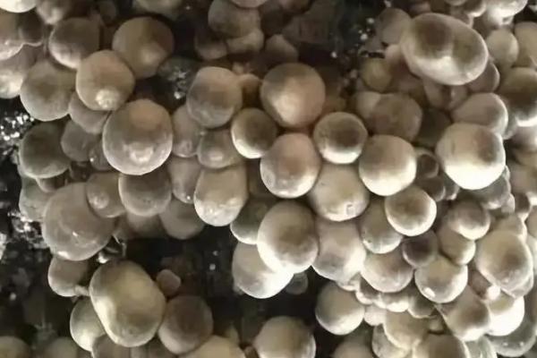 草菇能不能用冰箱保存,不可用冰箱保存、否则会出现冷害