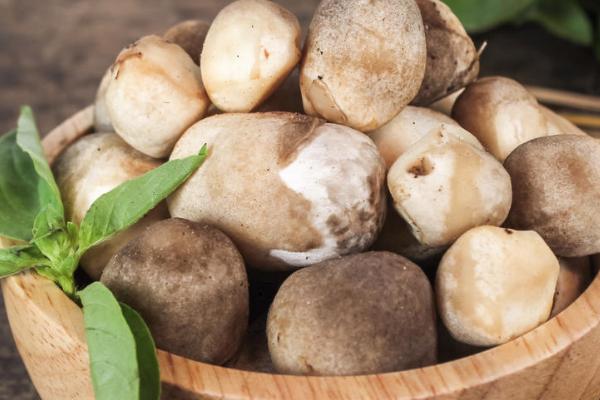 草菇能不能用冰箱保存,不可用冰箱保存、否则会出现冷害