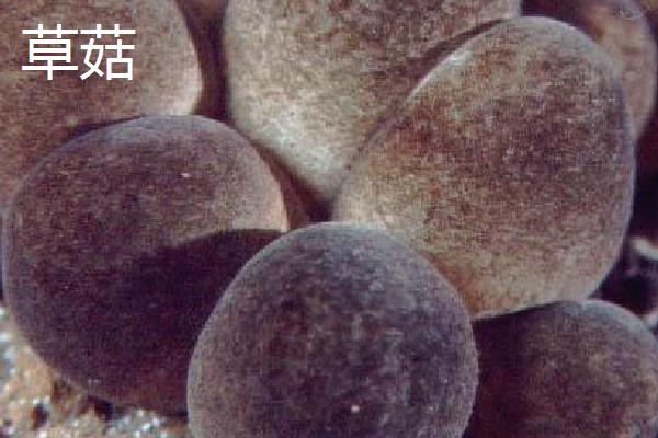 草菇能不能用冰箱保存,不可用冰箱保存、否则会出现冷害