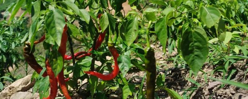 辣椒对光照的需求
