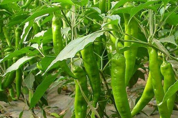 辣椒对光照的需求，年日照时长需超过1000小时