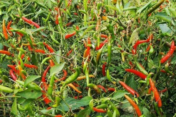 辣椒对光照的需求，年日照时长需超过1000小时