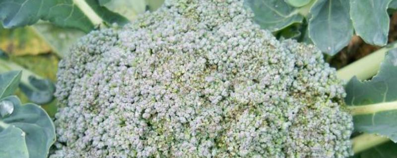 绿菜花黑腐病怎么防治