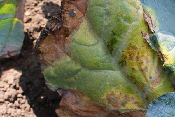 绿菜花黑腐病怎么防治，播种前可用链霉素浸种杀菌