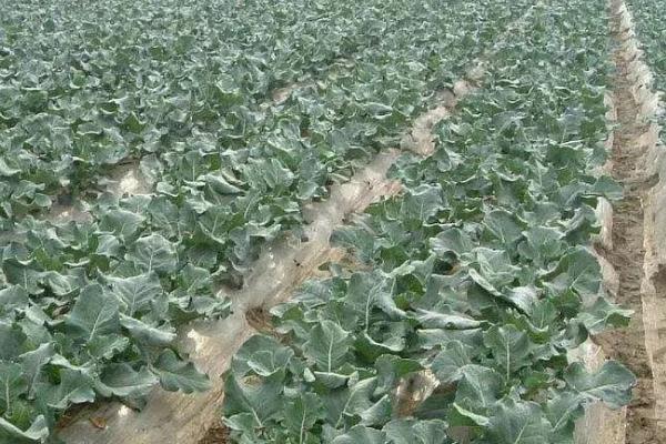 绿菜花黑腐病怎么防治，播种前可用链霉素浸种杀菌