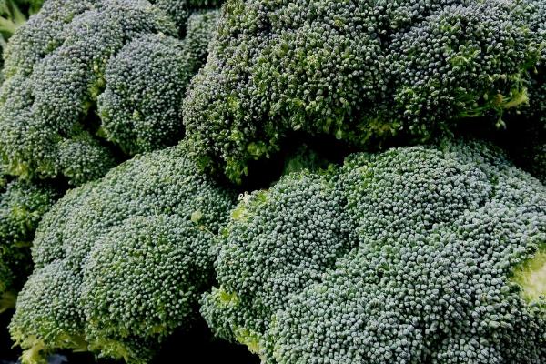 绿菜花黑腐病怎么防治，播种前可用链霉素浸种杀菌