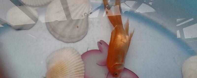 金鱼为什么会仰泳