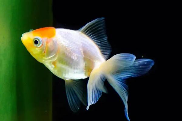 金鱼为什么会仰泳，可能是缺氧、鱼鳍受伤等原因所导致