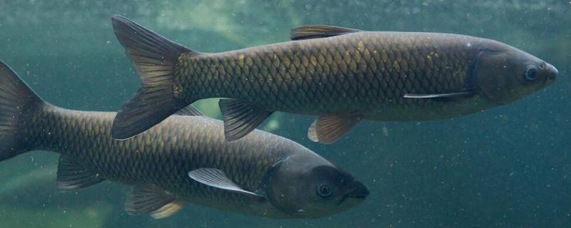 青鱼生活在多深的水层