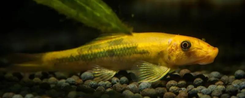 金苔鼠何时才能繁殖