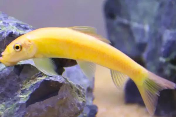 金苔鼠何时才能繁殖,出生后经过3个月左右即可繁殖