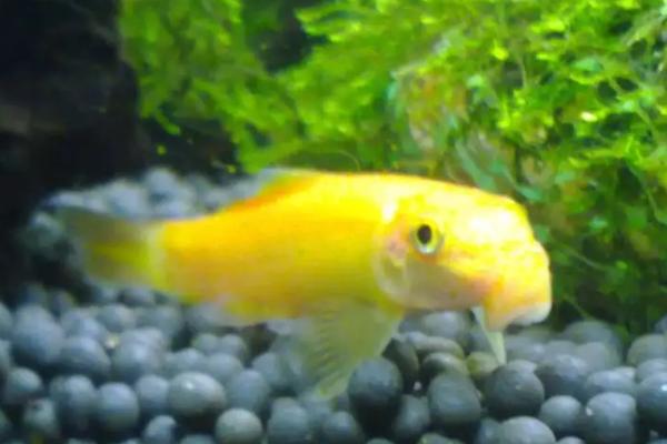 金苔鼠何时才能繁殖,出生后经过3个月左右即可繁殖