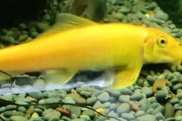 金苔鼠何时才能繁殖,出生后经过3个月左右即可繁殖