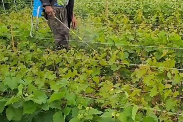 葡萄专用膨大剂介绍,属于植物生长调节剂、使用后可让果实增大