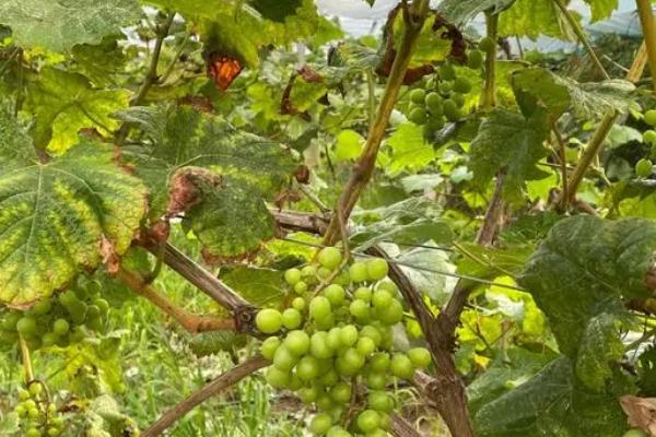 葡萄专用膨大剂介绍,属于植物生长调节剂、使用后可让果实增大