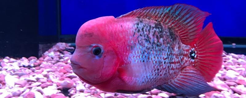 台湾罗汉鱼好不好养