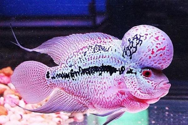 台湾罗汉鱼好不好养,饲养难度较大