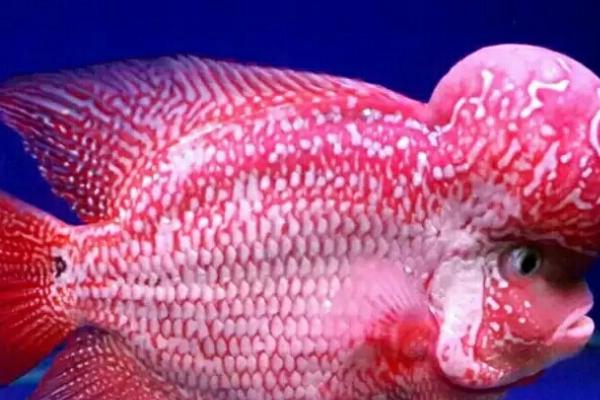 台湾罗汉鱼好不好养,饲养难度较大