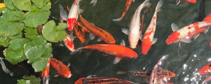 养锦鲤晚上能否不打氧