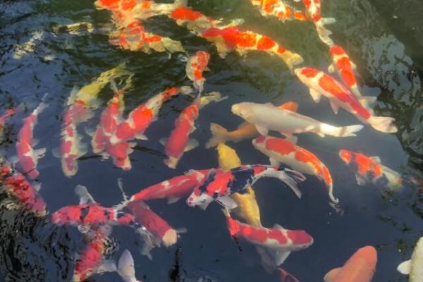 养锦鲤晚上能否不打氧,密度较小时可以不打氧