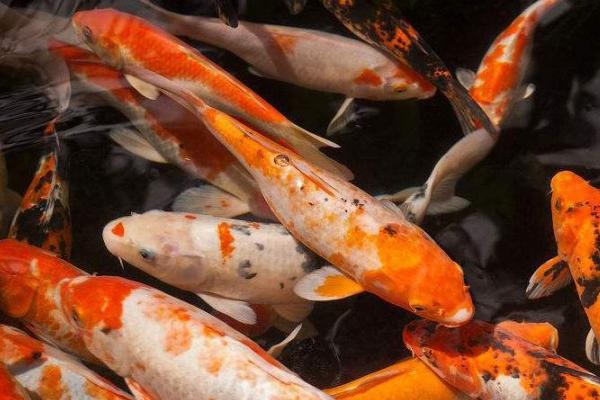 养锦鲤晚上能否不打氧,密度较小时可以不打氧