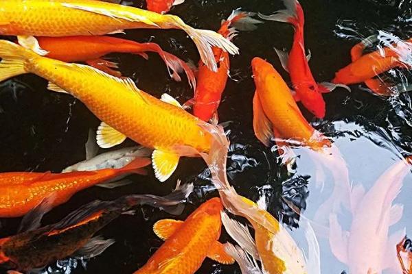 养锦鲤晚上能否不打氧,密度较小时可以不打氧