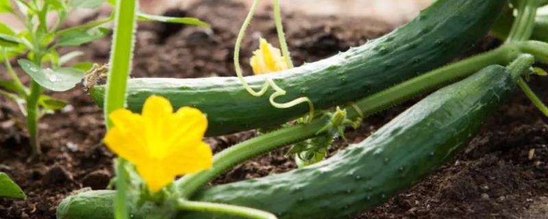 黄瓜只开雄花不开雌花如何处理