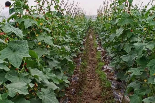 黄瓜只开雄花不开雌花如何处理,将湿度保持在80%可促进雌花分化