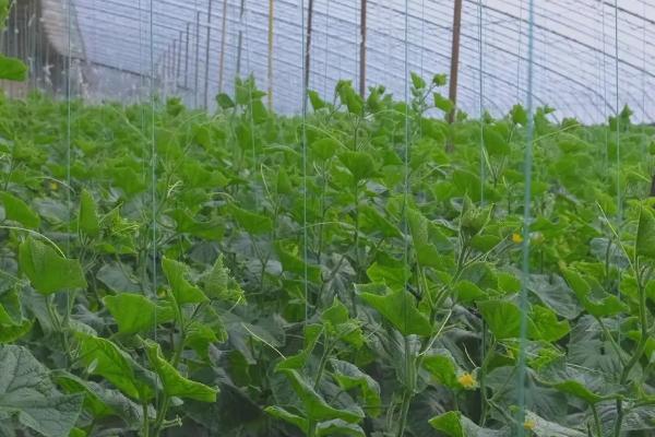 黄瓜只开雄花不开雌花如何处理,将湿度保持在80%可促进雌花分化