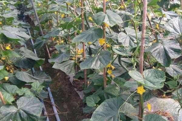 黄瓜只开雄花不开雌花如何处理,将湿度保持在80%可促进雌花分化