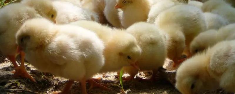 小鸡掉毛是怎么回事