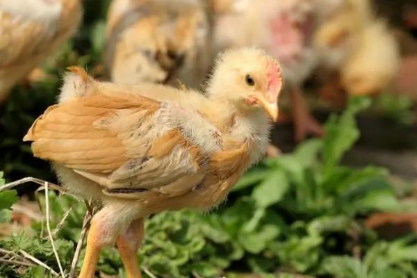 小鸡掉毛是怎么回事,营养失衡、饲养密度大都会导致