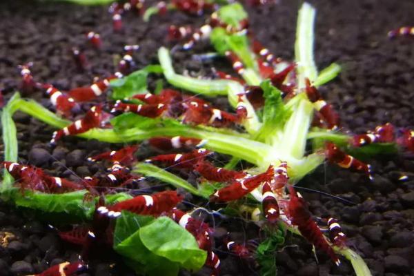 喂虾的菠菜怎么处理,需要煮熟后放凉再投喂