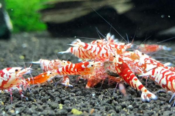 喂虾的菠菜怎么处理,需要煮熟后放凉再投喂