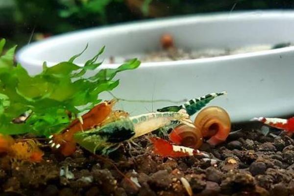 喂虾的菠菜怎么处理,需要煮熟后放凉再投喂