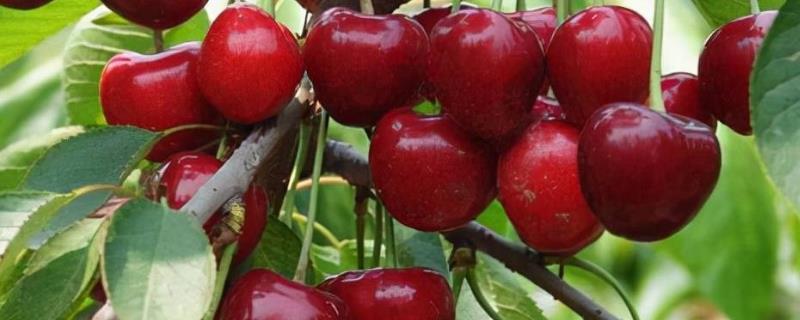 车厘子适合什么时候种植