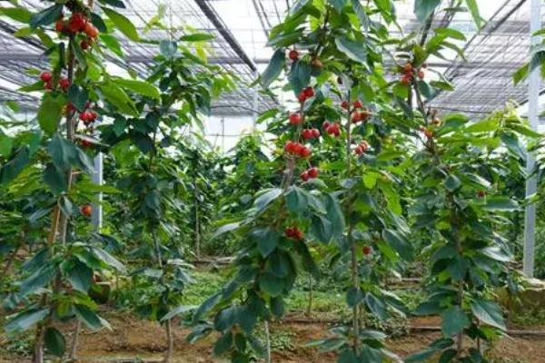 车厘子适合什么时候种植,开春发芽前和秋天白露过后都适合