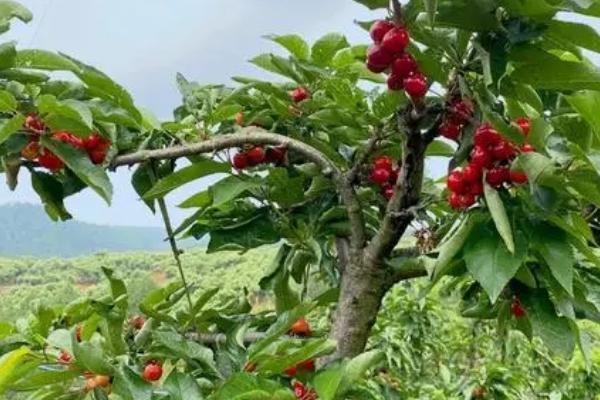 车厘子适合什么时候种植,开春发芽前和秋天白露过后都适合