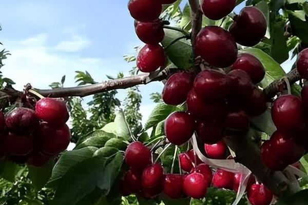 车厘子适合什么时候种植,开春发芽前和秋天白露过后都适合