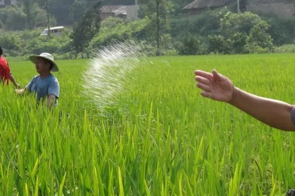 选择复混肥的依据,需根据土壤特性、作物品种、肥料性质等条件选购