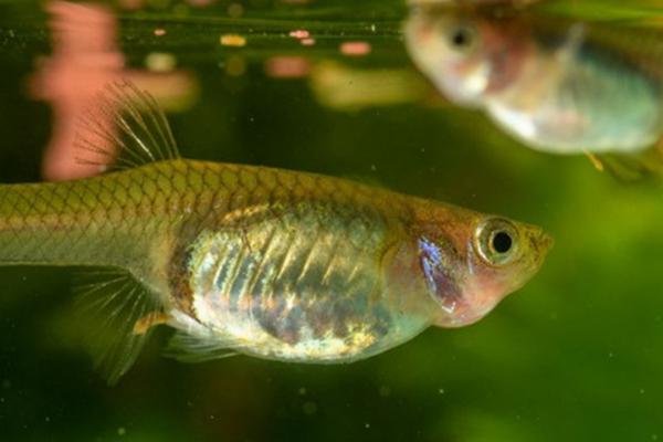 鱼饿了的表现,通常会游到水面吐泡泡