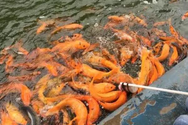 鱼饿了的表现,通常会游到水面吐泡泡