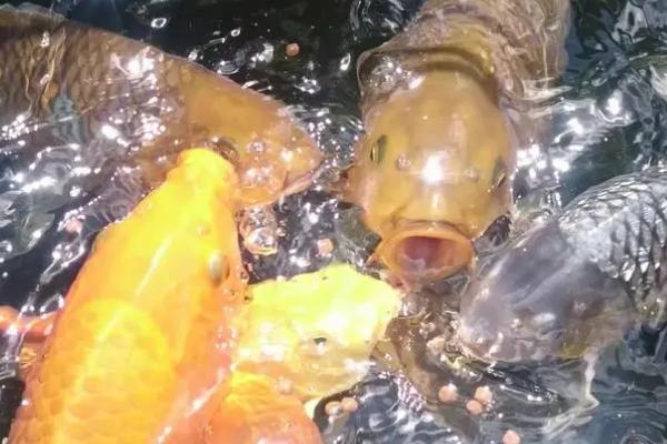 鱼饿了的表现,通常会游到水面吐泡泡