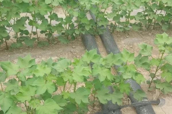 棉花僵苗有哪些症状,具有植株矮小、根茎发黑、叶片发黄等表现