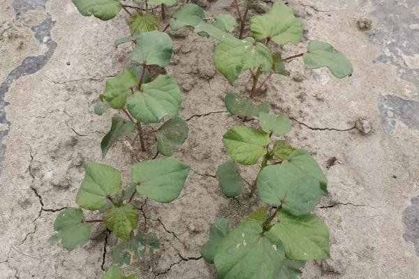 棉花僵苗有哪些症状,具有植株矮小、根茎发黑、叶片发黄等表现