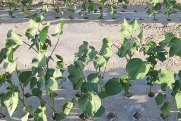 棉花僵苗有哪些症状,具有植株矮小、根茎发黑、叶片发黄等表现